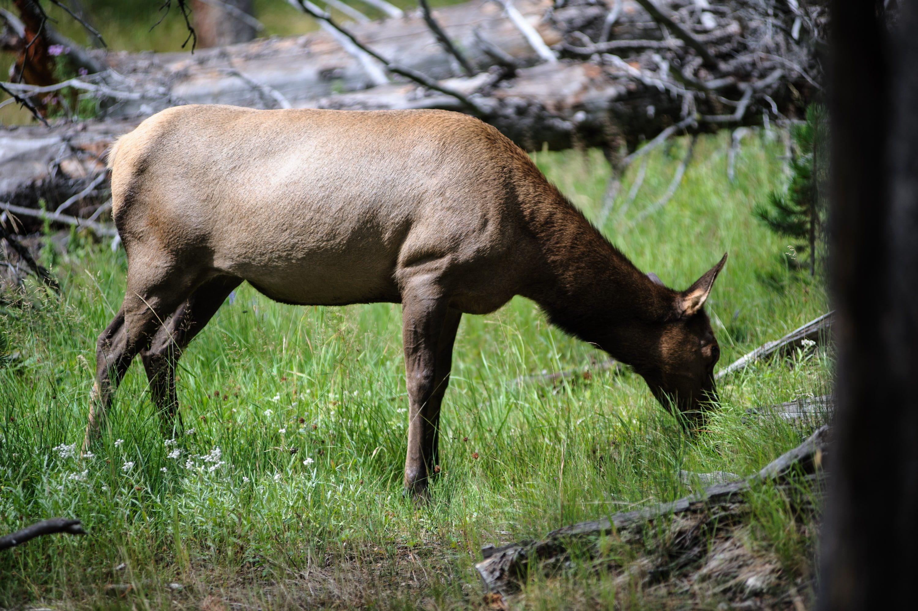 Yellowstone, 2013. The 80-200 at 200mm, wide open.