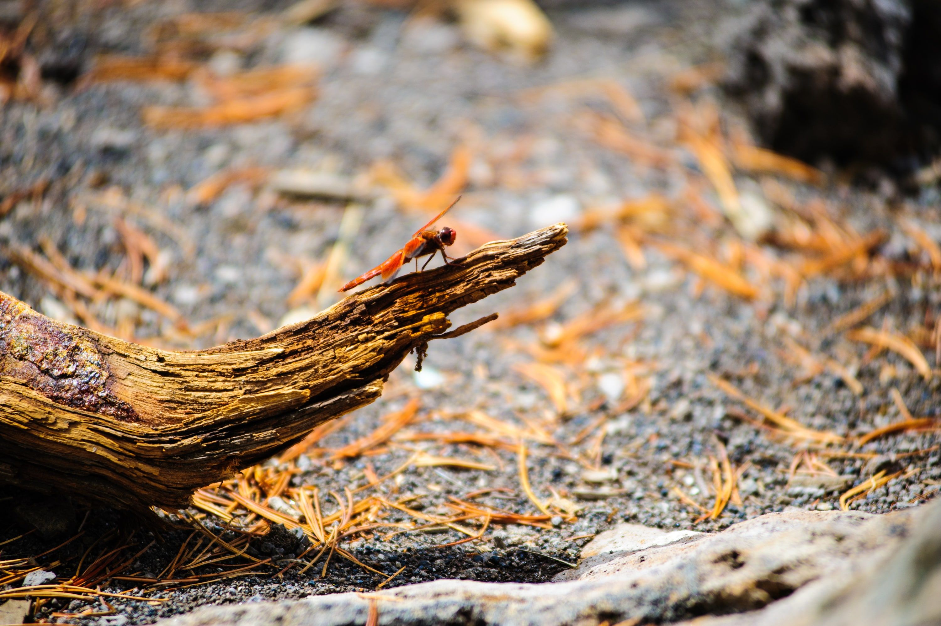 Dragonfly, Yellowstone, 2013. The 80-200 on the D700.