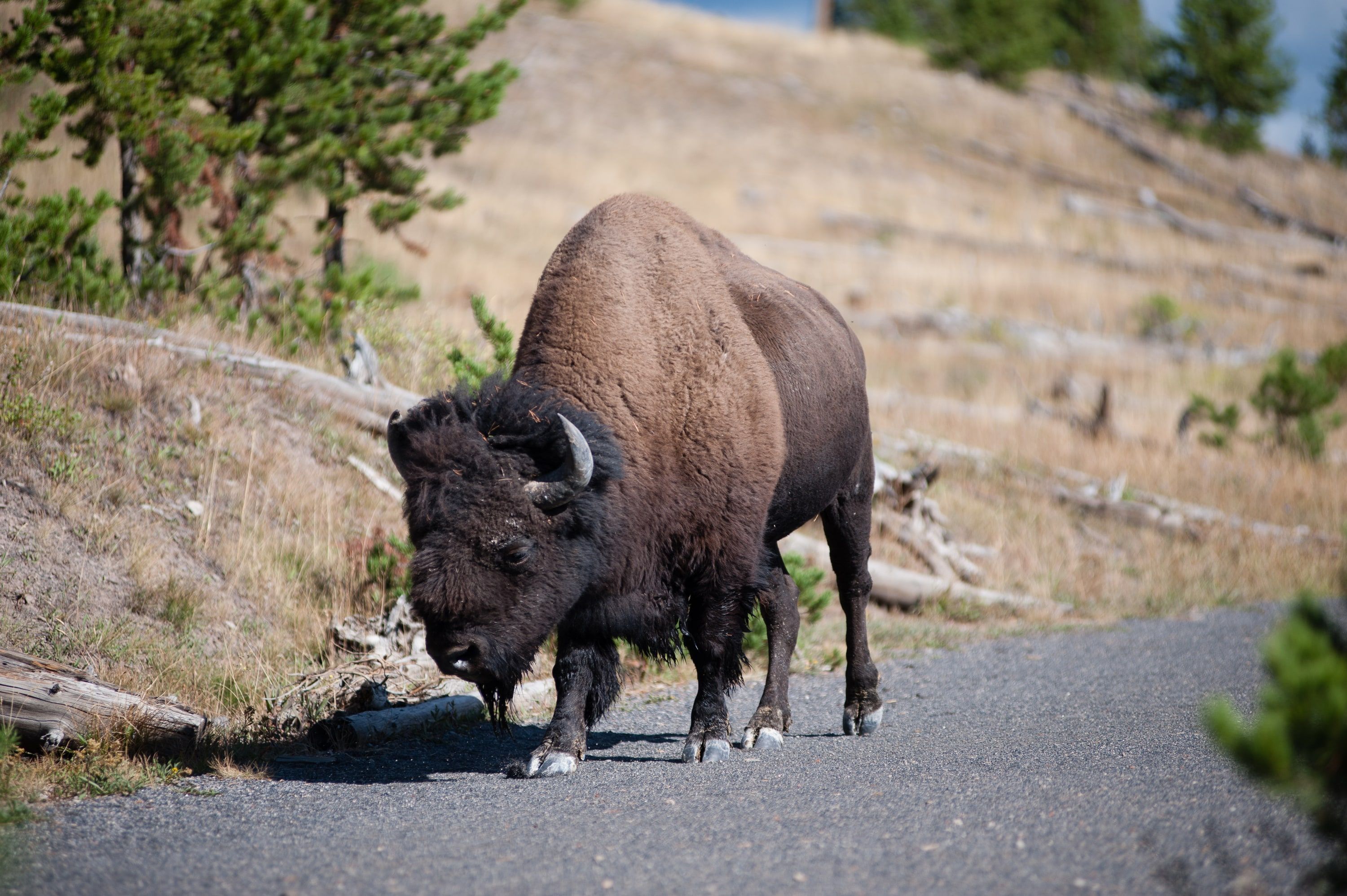 Bison, Yellowstone, 2013. The 80-200 on the D700.